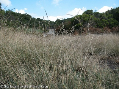 Agrostis monteluccii