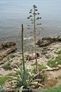 Agave americana