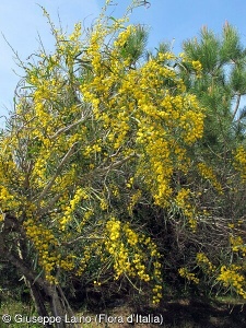 Acacia retinodes