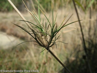 Agrostis monteluccii