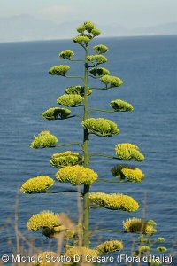 Agave americana