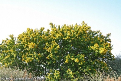 Acacia karroo