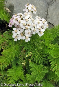 Achillea distans