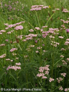 Achillea millefolium aggr.