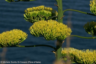 Agave americana subsp. americana