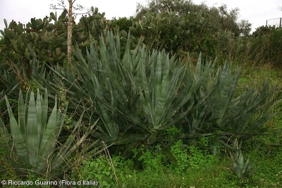 Agave sisalana