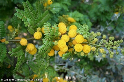 Acacia karroo