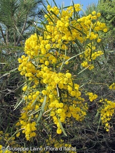 Acacia retinodes