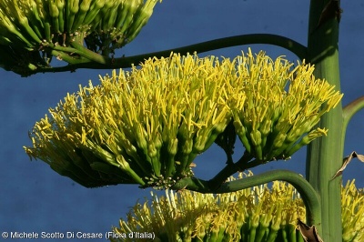 Agave americana