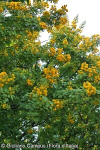 Acacia karroo