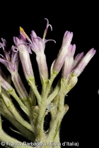 Adenostyles alpina subsp. australis