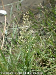 Agrostis stolonifera subsp. stolonifera