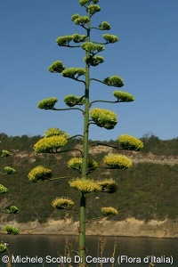 Agave americana subsp. americana