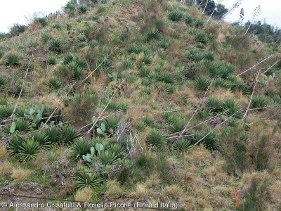 Agave sisalana