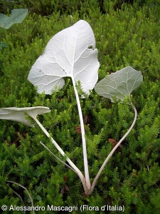 Adenostyles leucophylla