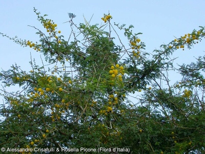 Acacia karroo