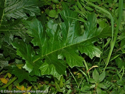 Acanthus mollis