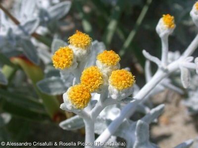 Achillea maritima