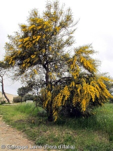 Acacia retinodes