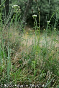 Achillea distans subsp. stricta