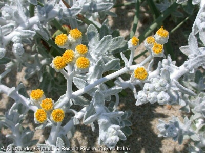 Achillea maritima