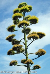 Agave americana subsp. americana