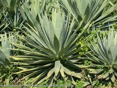 Agave sisalana