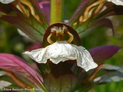 Acanthus mollis