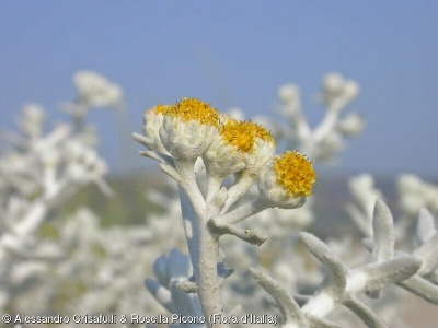 Achillea maritima