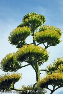 Agave americana