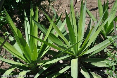 Agave sisalana