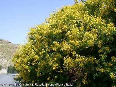 Acacia karroo