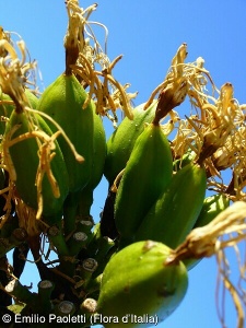 Agave americana subsp. americana