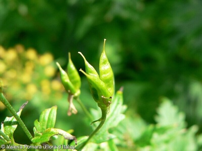 Aconitum lupicida