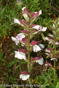 Acanthus mollis