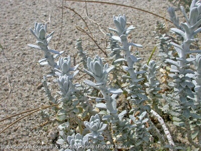 Achillea maritima