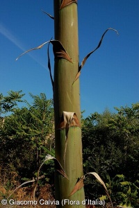 Agave americana subsp. americana