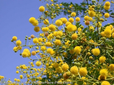 Acacia karroo