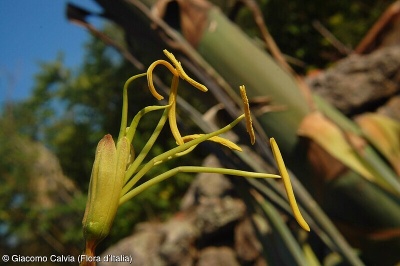 Agave americana subsp. americana