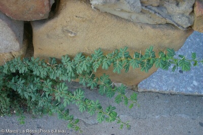 Acacia karroo