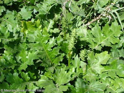 Acanthus mollis