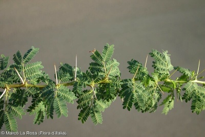 Acacia karroo