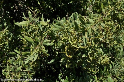 Acacia melanoxylon