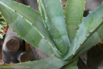 Agave americana