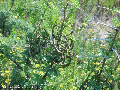 Acacia karroo