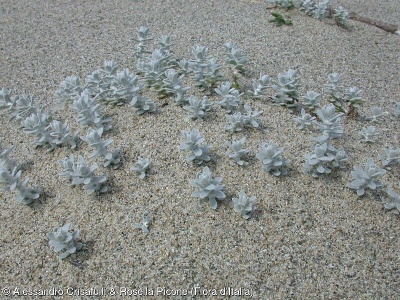 Achillea maritima