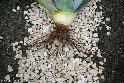 Agave americana