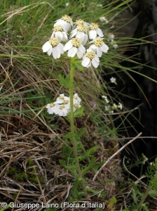 Achillea erba-rotta subsp. erba-rotta