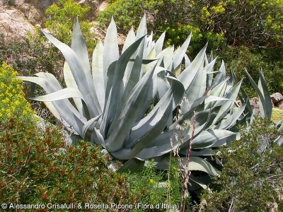 Agave americana subsp. americana