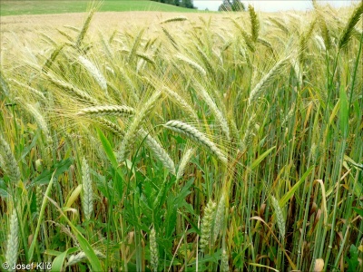 ×Triticosecale rimpaui – pšenice setá × žito seté